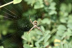 Argiope butchko