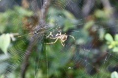 Argiope butchko