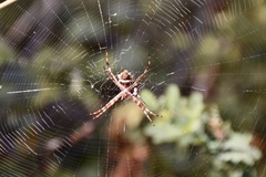 Argiope butchko