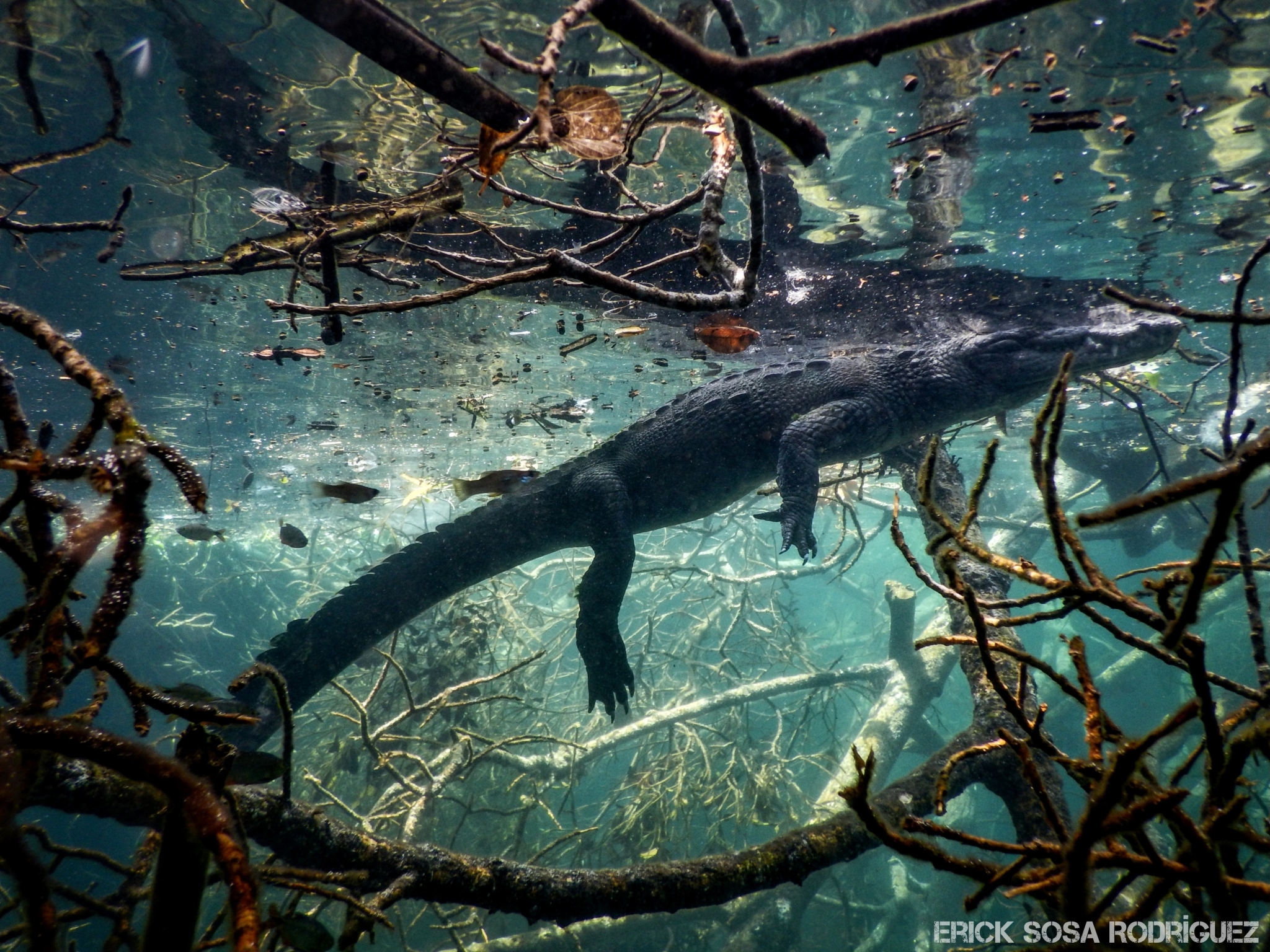 Cocodrilo de Pantano (Crocodylus moreletii) · NaturaLista Mexico