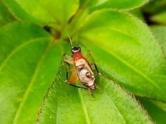 Homoeoxipha lycoides