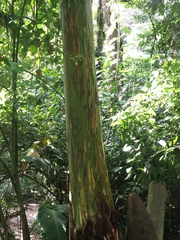 Image of Eucalyptus deglupta