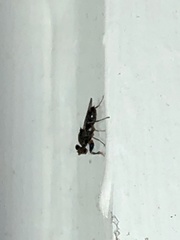 Sphyracephala brevicornis