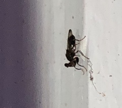 Sphyracephala brevicornis