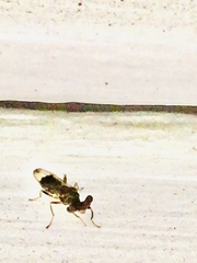 Sphyracephala brevicornis