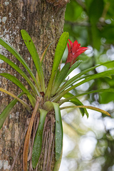 Guzmania lingulata