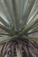 Agave fourcroydes