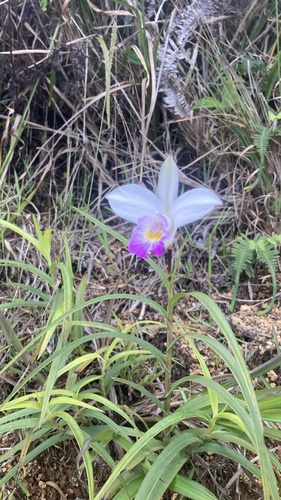 Arundina graminifolia observed 2025-08-16