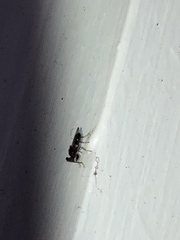 Sphyracephala brevicornis