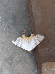 Eulepidotis geminata