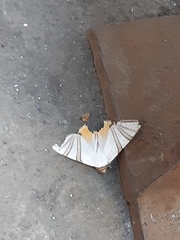 Eulepidotis geminata