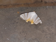 Eulepidotis geminata