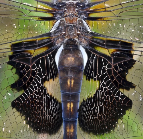 Black Saddlebags photographed in Ohio