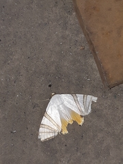 Eulepidotis geminata