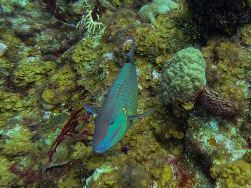 Dark green parrotfish (Sparisoma viride) — Scaridae — 3