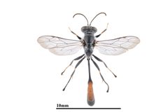 Trypoxylon petiolatum