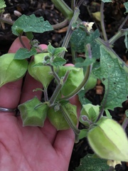 Physalis grisea