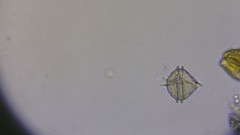 Protoperidinium