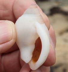 Semicassis semigranosa