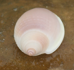 Semicassis semigranosa