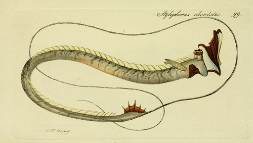 Tube-Eye
