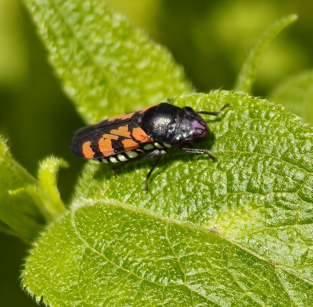 Oncometopia rufipennis