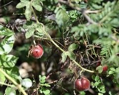 Passiflora santiagana