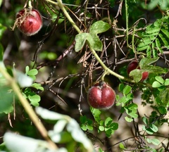 Passiflora santiagana
