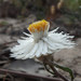 Helichrysum leucopsideum - Photo (c) Geoffrey Cox, μερικά δικαιώματα διατηρούνται (CC BY-NC), uploaded by Geoffrey Cox
