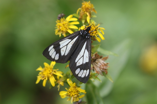 Police Car Moth photo 6