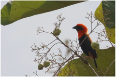 Euplectes hordeaceus