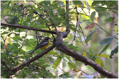 Emberiza cabanisi