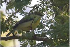 Eremomela scotops