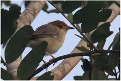 Cisticola angusticauda