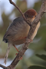 Cisticola angusticauda