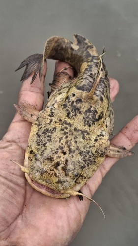 Apure bumblebee catfish (Cephalosilurus apurensis) — Pseudopimelodidae — 5