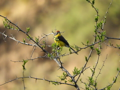 Myioborus brunniceps