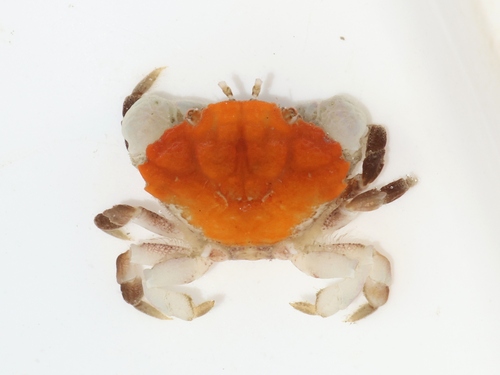 Montagu's Crab, photo 8 of 9