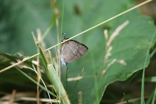 Colorado Hairstreak photo 5