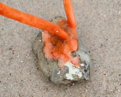 Pyura gibbosa