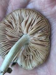 Pluteus thomsonii