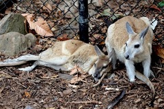 Northern Nail-Tail Wallaby photo 5