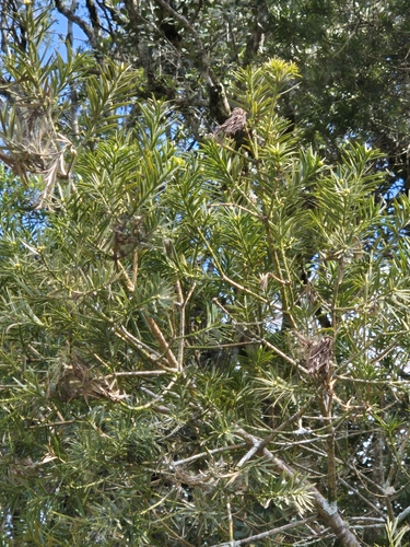 Podocarpus lambertii, photograph 3