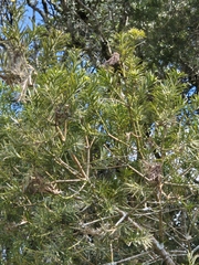 author not stated, no rights reserved Podocarpus lambertii, photograph author not stated, no rights reserved