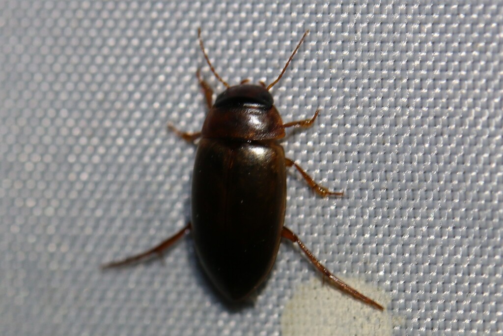 Copelatus haemorrhoidalis