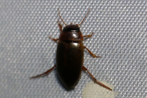 Copelatus haemorrhoidalis