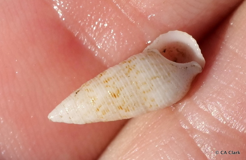 Cerithium nesioticum observed 2019-10-17