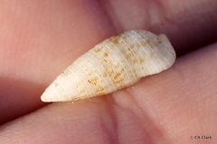Cerithium nesioticum