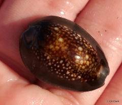 Monetaria caputophidii