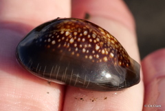 Monetaria caputophidii